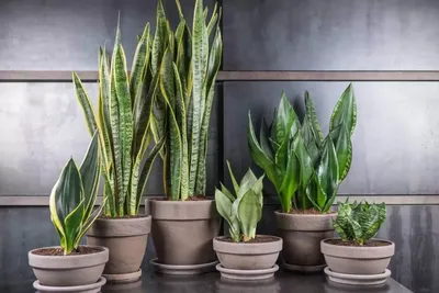 Купить оптом Сансевиерия Лаврентий Замиокулькас ( Sansevieria Laurentii ) W  17 см H 70 см