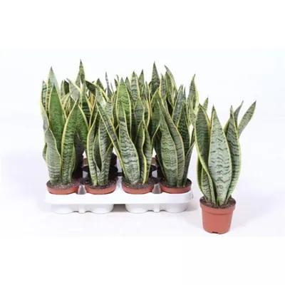 Растение комнатное Sansevieria variegata Сансевьера 40 х 13 см - купить в  Москве, цены на Мегамаркет