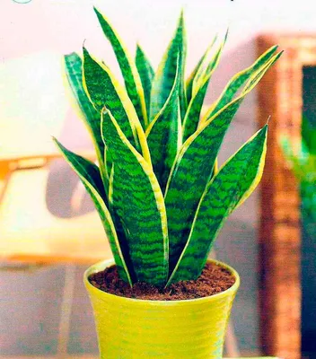 Сансевиерия Муншайн Sansevieria Moonshine 75/19 — цена в LETTO