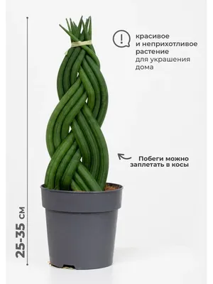 Сансевиерия (Sansevieria) | Клумба - интернет магазин цветов в Туле