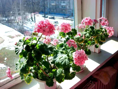 RoomFlower Комнатные цветы - ПОЧЕМУ НЕ ЦВЕТЁТ ГЕРАНЬ❓ Герань или пеларгония  чрезвычайно распространена в качестве домашнего растения и отличается  крайней неприхотливостью. Но бывают случаи, когда растение почему-то  отказывается цвести или появляется ...