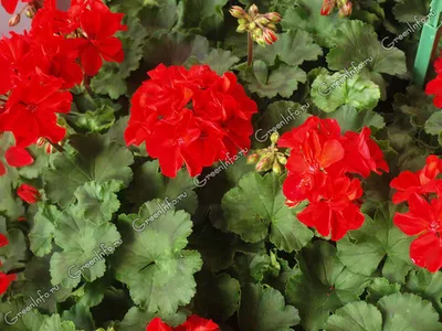 Герань (Geranium) — описание, выращивание, фото | на LePlants.ru