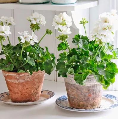 Герань душистая лечебная (Pelargonium graveolens hort) ✔️ 180 грн. ᐉ Другие комнатные  растения в Киеве на BON.ua 97086502