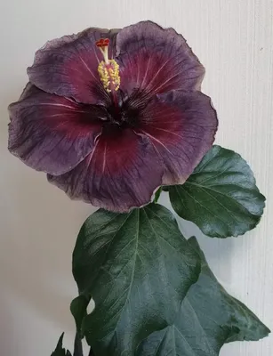 Гибискус сирийский \"Хамабо\", Hibiscus syriacus \"Hamabo\"