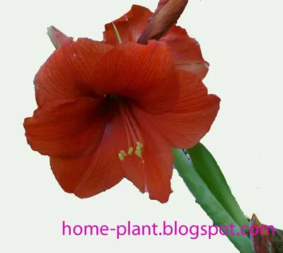 Как выращивать гиппеаструм (Hippeastrum) | Биография цветов | flower.tj