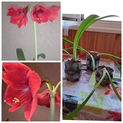 Комнатные растения для души и настроения: Hippeastrum: как выглядит  гиппеаструм и уход за ни... | Комнатные растения, Домашние растения,  Растения