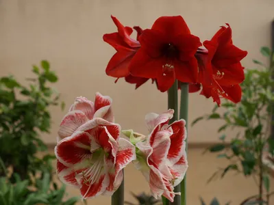 Гиппеаструм, Hippeastrum (Amaryllis) 'Luna' | Михаил | Flickr