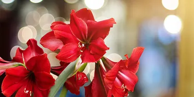 Гиппеаструм (Hippeastrum). Купить в Киеве. Доставка по Украине. Флора Лайф,  интернет-магазин растений