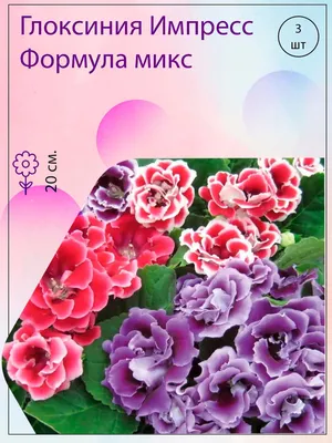 Глоксиния ПОИСК Агрохолдинг 220666 - купить по выгодным ценам в  интернет-магазине OZON (1269211609)