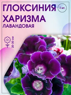 Глоксиния ПОИСК Агрохолдинг 220666 - купить по выгодным ценам в  интернет-магазине OZON (193096106)