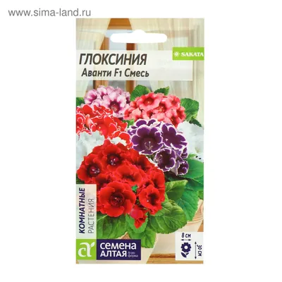 Глоксиния Аванти Винно-Красная F1, 5 шт. Sakata, купить в интернет магазине  Seedspost.ru