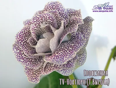 Семена комнатных цветов Глоксиния Аванти \"Смесь\", F1, 8 шт. (2858903) -  Купить по цене от 102.00 руб. | Интернет магазин SIMA-LAND.RU