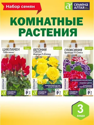 Глоксиния - «Какое домашнее растение выбрать? Да еще и так, чтобы цвело  всем на зависть и хлопот особых не доставляла! Тогда может познакомить Вас  с глоксиниями?» | отзывы