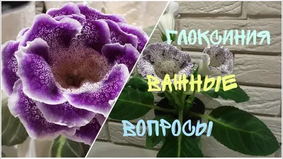 Цветы Глоксиния Императрица Красная ЦВ/П (СОТКА) 5шт комнатное