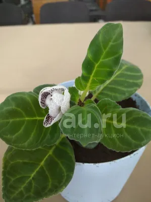 https://lalafo.kg/dzhalal-abad/ads/gloksinia-id-35272814