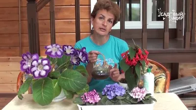 Комнатное растение Глоксинии — купить в Красноярске. Горшечные растения и  комнатные цветы на интернет-аукционе Au.ru