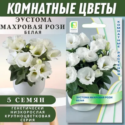 Эустомы ПОИСК Агрохолдинг HomeFlower - купить по выгодным ценам в  интернет-магазине OZON (1098657619)