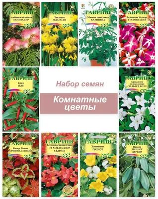 Эвкалипт, Бегонии комнатные Гавриш Комнатные растения - купить по выгодным  ценам в интернет-магазине OZON (815982042)