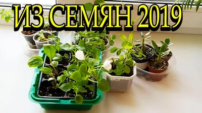 Комнатные растения из семян 2019. 🌺 [Надежда и мир] - YouTube