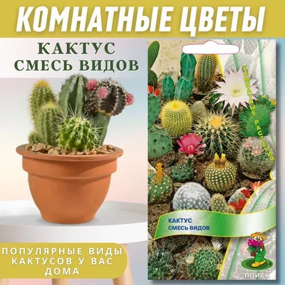 Семена Адениум Обесум Микс Цветов (Роза пустыни), Семена, 10 шт.. Цена от  399 руб. . Отличная всхожесть, есть инструкция. Купить с доставкой и онлайн  оплатой. - интернет-магазин Лесландия