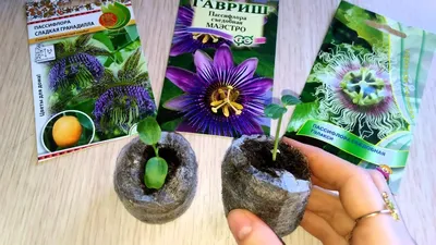 https://leroymerlin.ru/product/semena-mikrozelen-borago-83230035/