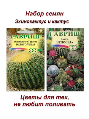 Кактус цветной Микс d10/11 см купить недорого в интернет-магазине товаров  для сада Бауцентр