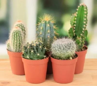 Кактусы (Cactaceae) | Растения, Комнатные растения, Кактус