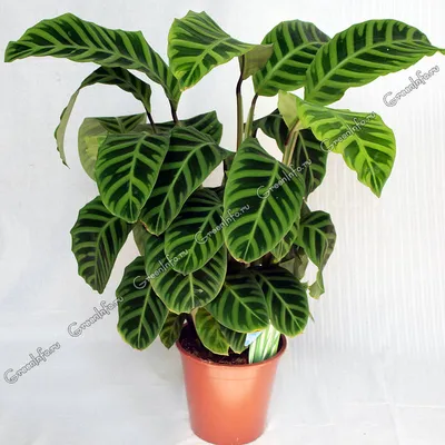 Калатея (Calathea) - Комнатные растения Буква «К» - цветочный портал Ваш  Сад!