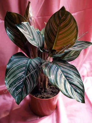 Калатея (Calathea)