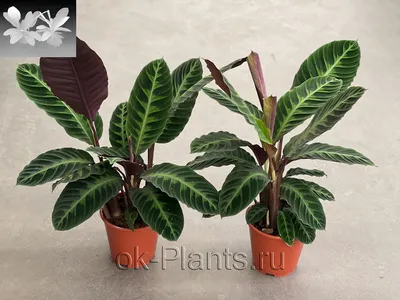 Calathea Jungle Rose Поставщики - Calathea Jungle Rose Оптовая продажа -  PLANT FUN