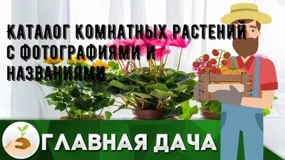 Декоративно-лиственные комнатные растения купить в Минске | koshikshop.by