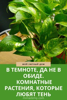 Комнатные цветы, которые не любят подоконники | ✿Южная магнолия✿ | Дзен