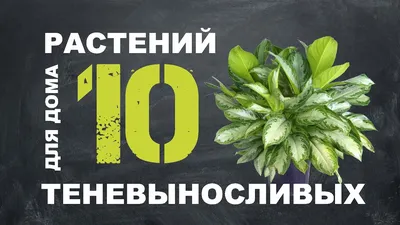 ТОП-10 Денежные цветы: Денежное дерево и другие комнатные растения для  привлечения денег и удачи | Houzz Россия