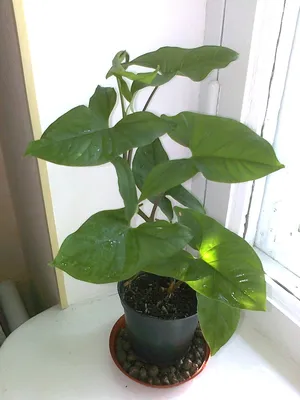 Hedera Helix Kolibri - Florariumplants