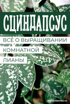 Цветы-мое хобби и любимая работаПродаю ухоженные: Договорная ➤ Другие комнатные  растения | Бишкек | 63258346 ᐈ lalafo.kg