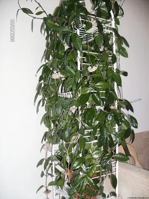 7 неприхотливых лиан, или Мои самые неубиваемые комнатные растения | Large  indoor plants, Plants, Hanging plants indoor