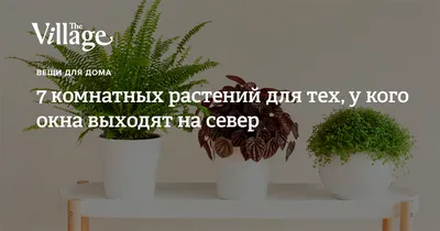 Какие неприхотливые комнатные растения любят южные, северные и  западно-восточные окна? Советы от садовода с 30-лентим стажем | Интерьер  Дизайн 🛋️ | Дзен