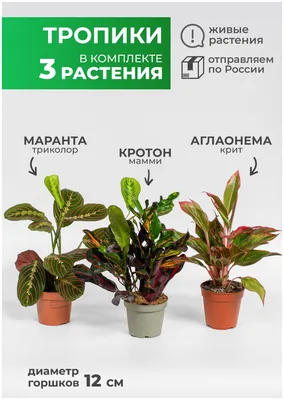 Maranta Leuconeura Amabilis (семейство Калатеи) - STEKJESBREF.NL