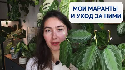 Маранта в Астане заказать с доставкой 🌷