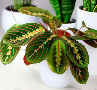 Maranta