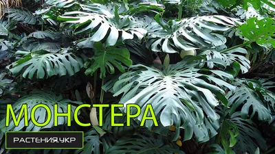 Монстера косая (Monstera obliqua) - «? Нежно люблю эту монстеру-малышку,  которая путается в собственных листьях ? но понимаю, что в оранжерее ей  было бы лучше ?» | отзывы