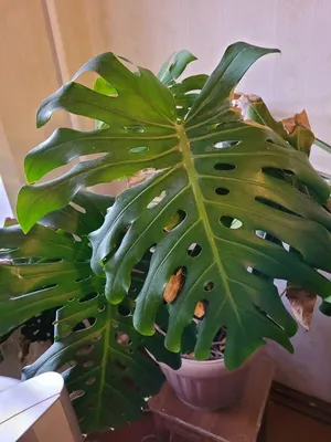 Monstera deliciosa Variegata | Monstera | Monstera | Зеленые комнатные  растения | Зеленые комнатные растения | Комнатные растения | All products |  OZ Planten