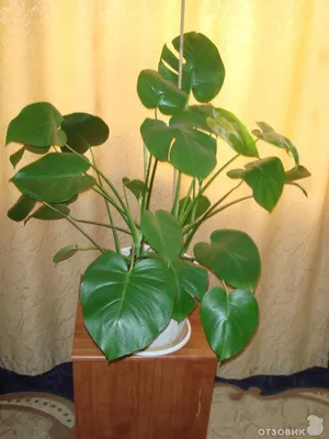 Поставщики Monstera Deliciosa Variegata - Monstera Deliciosa Variegata  оптом - PLANT FUN