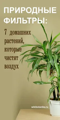 Спатифиллум - комнатные цветы, очищающие воздух :: myPlants