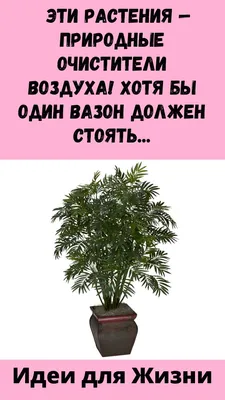 Эколог Рудова назвала растения, очищающие воздух в квартире | Общество |  Аргументы и Факты