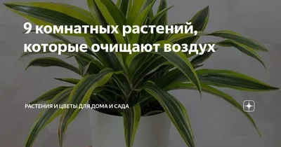 Новое генно-модифицированное комнатное растение очищает воздух так же  эффективно, как 30 очистителей