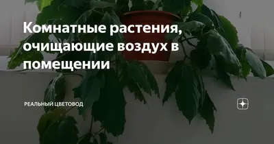 Какие растения очищают воздух - хлорофитум, драцена, фикус, спатифиллум,  тещин язык