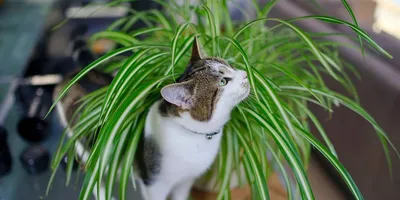 Комнатные растения опасные для кошек фото фото