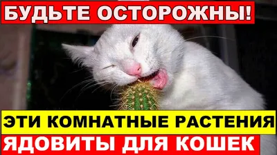 Какие домашние растения ядовиты для животных? Цветы, которые опасны и  токсичны для кошек и котят