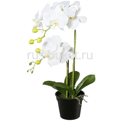 Phalaenopsis Multi. white Kolibri Blossom Lausanne | Phalaenopsis  Multiflora | Phalaenopsis Multiflora | Цветущие комнатные орхидеи |  Цветущие комнатные растения | Комнатные растения | All products | OZ Planten